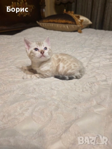 Бенгалско коте, снимка 6 - Бенгалски - 40146006