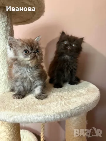 Персийски котенца , снимка 3 - Персийска - 55869087