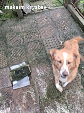 Подарявам Гонче , снимка 6 - Други - 53635498