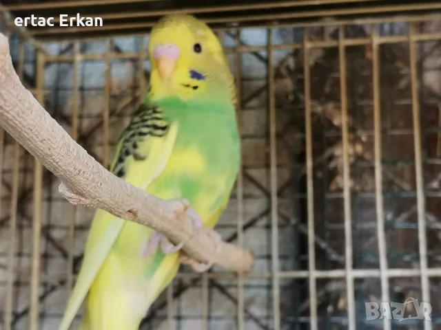 млади вълнисти папагали 