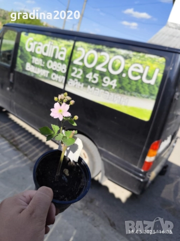 Розово цъфтяща сладка къпина (Лох мери), снимка 4 - Градински цветя и растения - 27265616