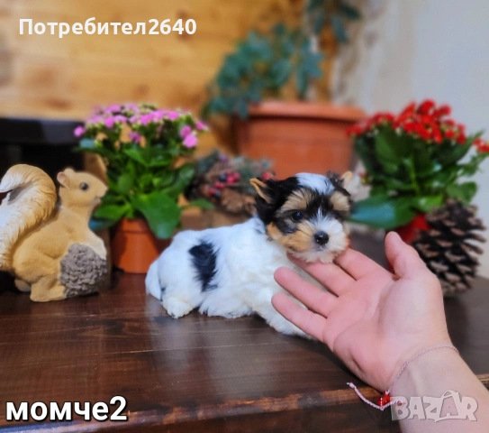 Бивер Йоркширски териер-бивър, снимка 5 - Йоркширски териер - 53761982