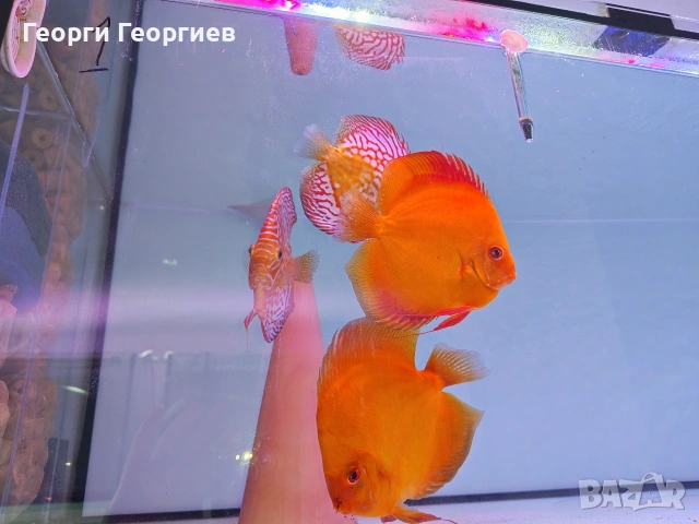 Дискуси, снимка 13 - Рибки - 51439805