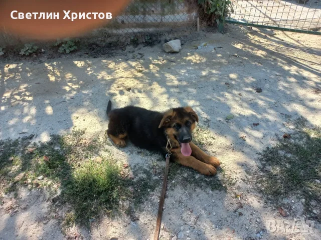 чистопородна немска овчарка, снимка 14 - Немска овчарка - 56353025