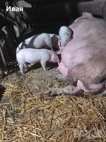 Прасета, снимка 5 - Прасета - 52757302