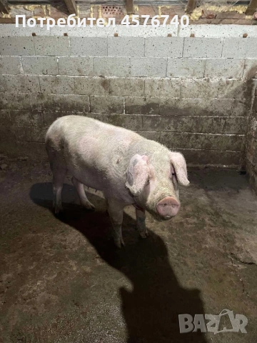 Прасе 100-120 кг