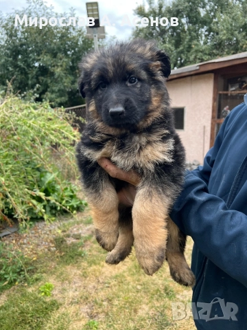 Немски Овчарки , снимка 6 - Немска овчарка - 52111989