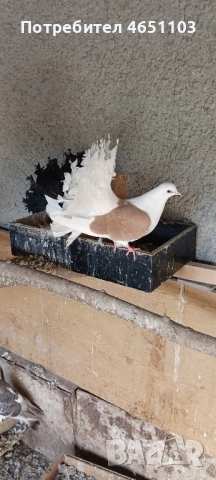 Продавам Фенерлии, снимка 4 - Гълъби - 52433577