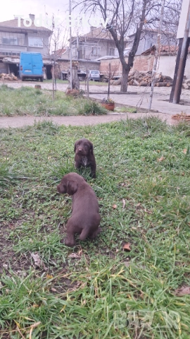 Свободни дратхаарчета , снимка 4 - Дратхаар - 53014939