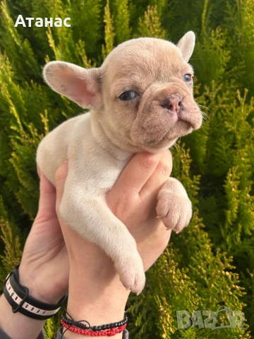 Френски булдог, снимка 2 - Френски булдог - 52548331