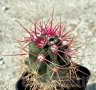 Ferocactus gracilis -Punta Prieta, Baja California, Mexico, снимка 3