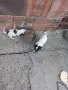 джак ръсел..... , снимка 6