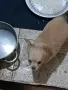 чихуахуа момче дългокосместо, снимка 3