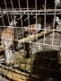 Катунски кокошки,зайчета,патички, снимка 4