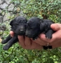Черни мини пуделчета, снимка 8