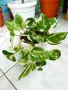Аглаонема, Бенджамин и други стайни растения , снимка 4