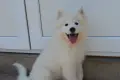 самоед момиченце, снимка 2