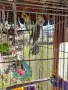 Продавам папагали, снимка 3