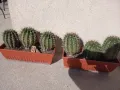 Сандъче с кактуси, снимка 5