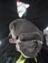 Американски булл териер(Blue nose), снимка 4