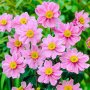 Anemone Little Breeze Sweet(Анемоне Малък сладък бриз), снимка 1 - Градински цветя и растения - 41382278