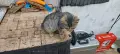 Подарявам малко женско коте, снимка 8
