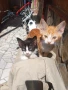 ПОДАРЯВАМ КОТЕНЦА, снимка 5