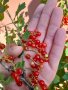 Червено френско грозде- големи растения, снимка 4