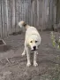 Алабай мъжки  топ, снимка 3