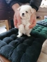 Бишон фризе момче , снимка 6