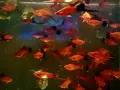 Продавам водни растения за аквариум, снимка 14