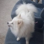 померан немски шпиц  женски на три години , снимка 2