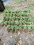 Продавам качествен  разсад ягоди и малини , снимка 3