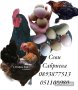 Великденки Пилета Седмични и Месечни, снимка 1 - Кокошки и пуйки - 41614243