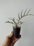 Филодендрон, philodendron Tortum, снимка 2