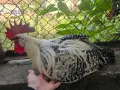 Петли от породата Сребрист бракел, снимка 5