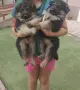 Немска овчарка момиче, снимка 2