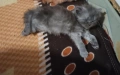 Персийски котета , снимка 2