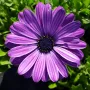 Osteospermum ‘Power Blue’(Остеоспермум Силно синьо), снимка 1