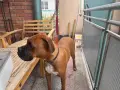 Подарявам боксер, снимка 3