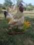 Препариран петел за декорация , снимка 2
