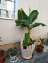 3 бананови палми, заедно с кашпа, снимка 1 - Градински цветя и растения - 41851843