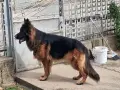 Мъжка немска овчарка за разплод , снимка 1