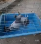 Гълъби   гълъби , снимка 3