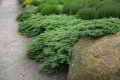 Juniperus Green Carpet, Хвойна Зелен Килим!!!, снимка 4