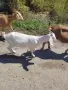 Продавам женски Ярета, снимка 1