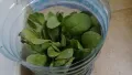 Продавам разсад на Невен, снимка 7