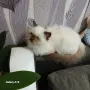 Коте порода Регдол, снимка 2