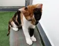 Подарявам малко котенце/ Kleine Katze zu verschenken, снимка 2