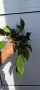 Hoya polyneura,Хоя полинеура, снимка 2